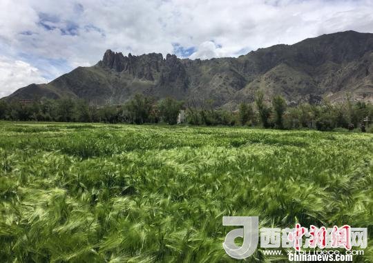 2017年西藏青稞總產(chǎn)量達(dá)到79萬(wàn)噸，占糧食總產(chǎn)量的77%。圖為西藏青稞?！⊥跤窳?攝