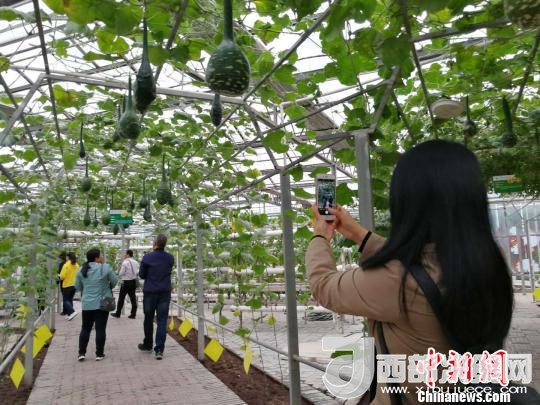 山西省郵政管理局積極推動(dòng)“一市一品”農(nóng)特產(chǎn)品進(jìn)城項(xiàng)目。 資料圖 楊杰英 攝