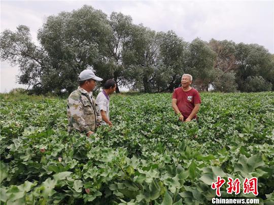遠(yuǎn)改忠在棉花地里為連隊(duì)職工分享種植經(jīng)驗(yàn)?！“叉陆?攝