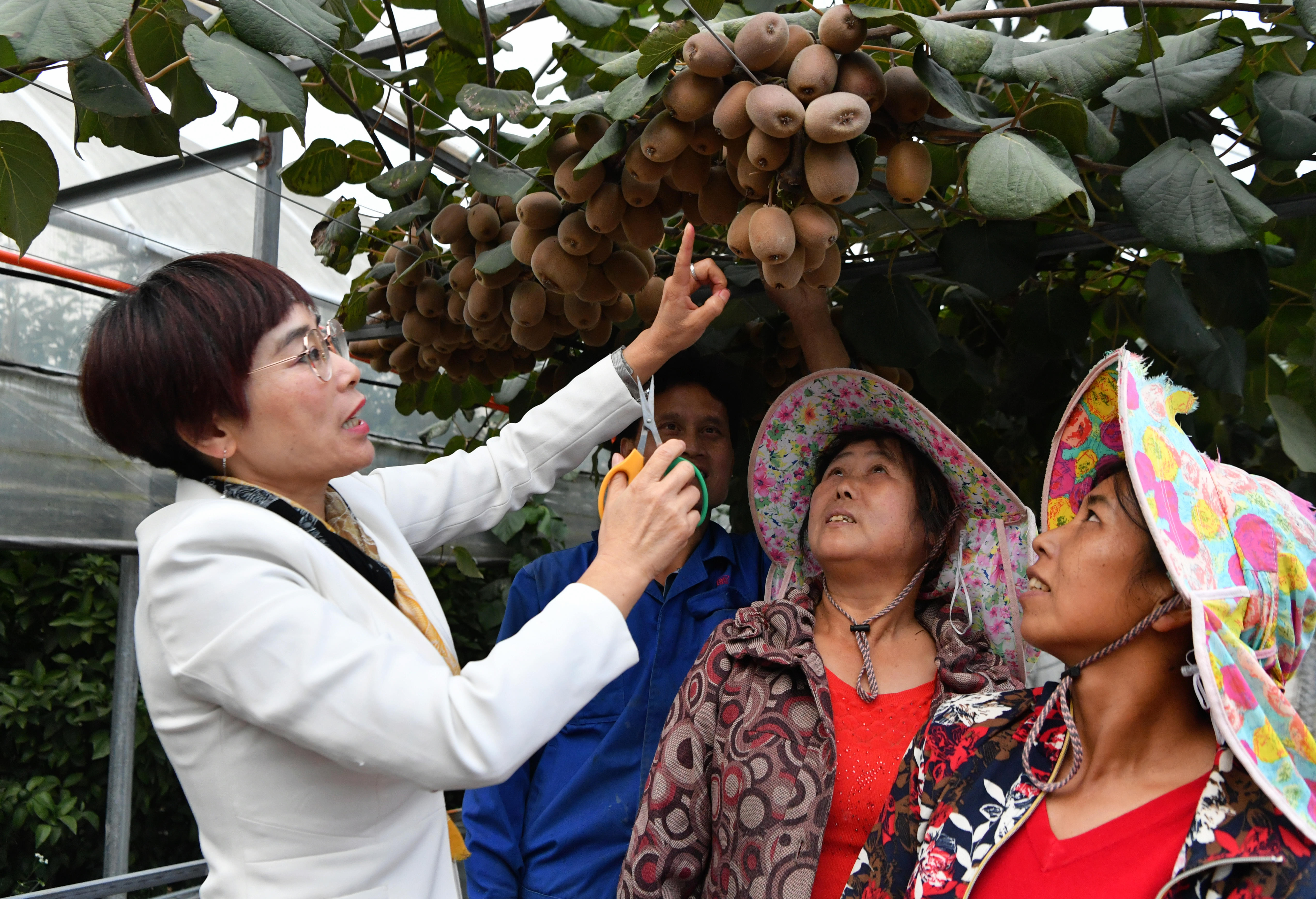 2020年10月22日，在周寧縣農(nóng)民創(chuàng)業(yè)示范基地特色水果種植園，福建省寧德市農(nóng)業(yè)科學(xué)研究所的科技特派員（左一）在指導(dǎo)當(dāng)?shù)剞r(nóng)民采摘紅心獼猴桃。新華社記者魏培全攝.JPG