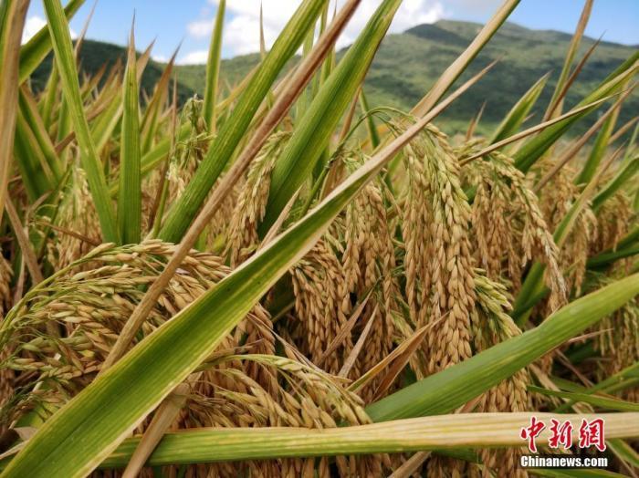 水稻資料圖。<a target='_blank'  data-cke-saved- >中新社</a>記者 王曉斌 攝