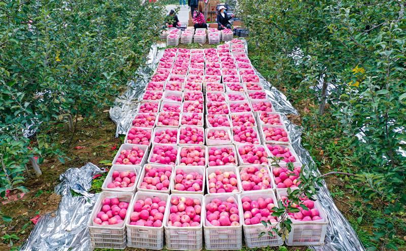 洛川縣永鄉(xiāng)鎮(zhèn)阿寺村果農(nóng)在分揀蘋果。王警攝